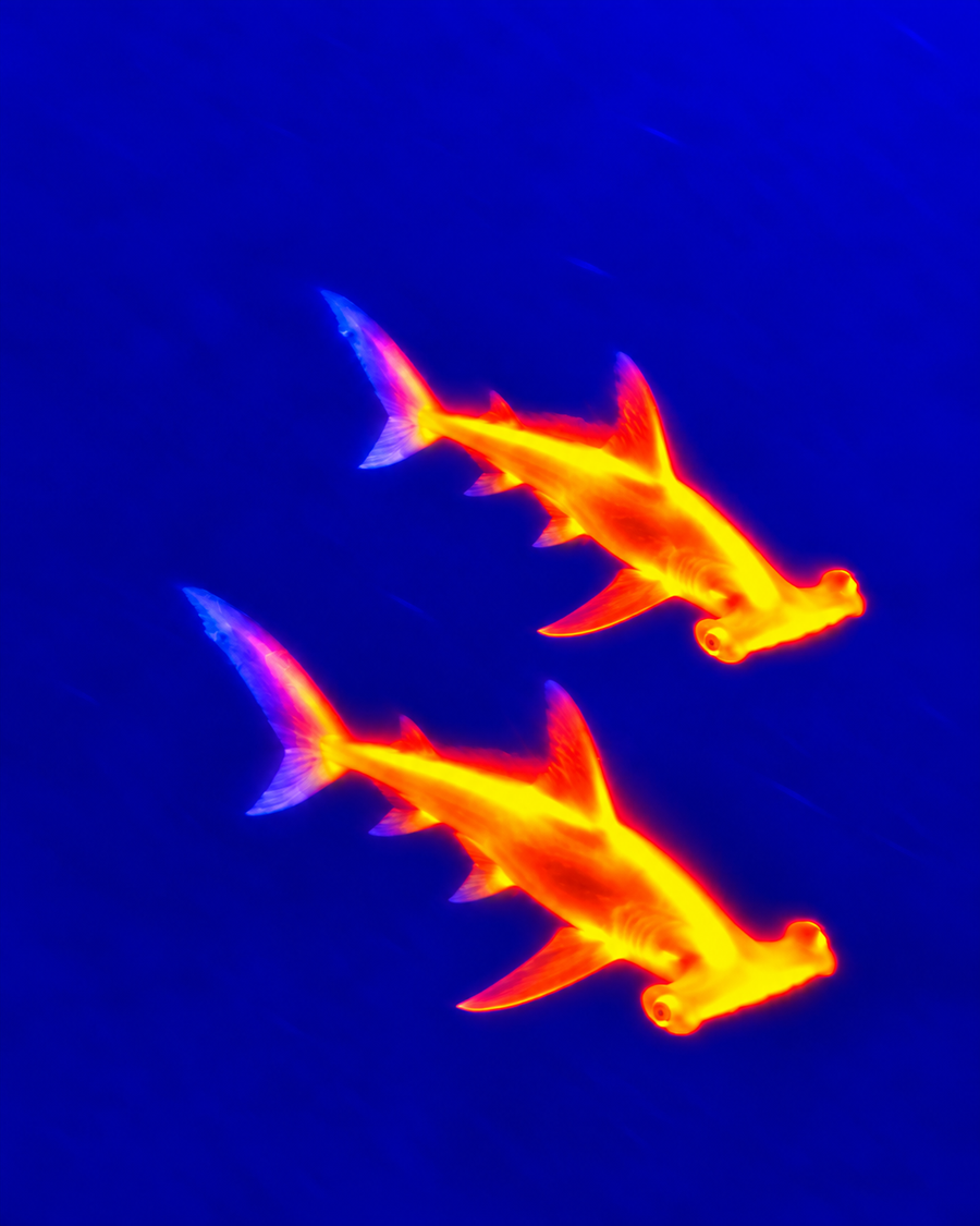 Heat Signature